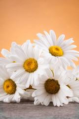 Obraz premium Leucanthemum vulgare on a wooden table