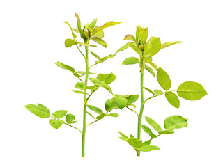 beautiful rose leaves isolated on white