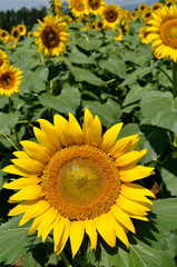 close-up of a beautiful sunflower in a field, Hokuto, Yamanashi, Japan
