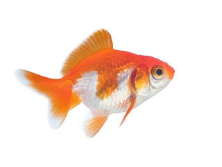 Fototapeta premium beautiful golden fish on white