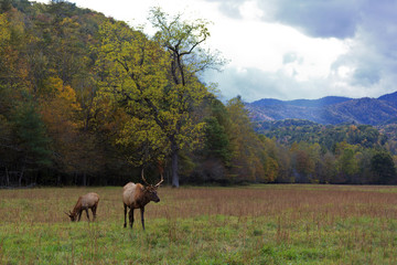 Fototapeta premium Elk in the Mountains