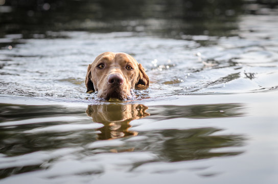 Swimming hungarian pointer dog