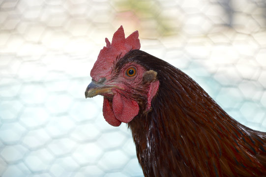 Rhode Island Red Chicken