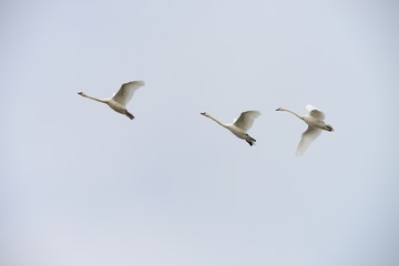 Schw&auml;ne im Flug