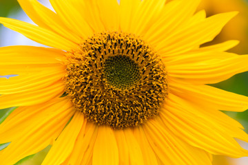 Naklejka premium Closeup of sunflowers.