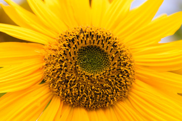 Closeup of sunflowers.