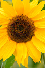 Closeup of sunflowers.