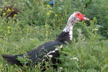 Muscovy duck