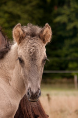 Obraz premium Portrait Fohlen