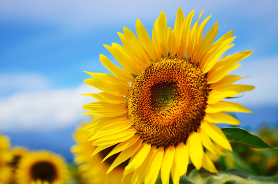 close-up of a beautiful sunflower in a field, Hokuto, Yamanashi, Japan

