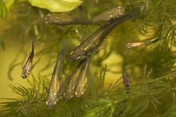 female guppies in the tank