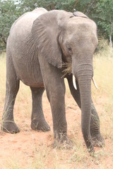 Naklejka premium kleiner Elefant