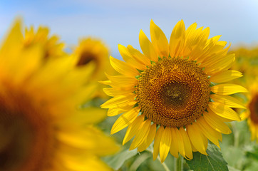 Fototapeta premium beautiful sunflower in a field, Hokuto, Yamanashi, Japan 