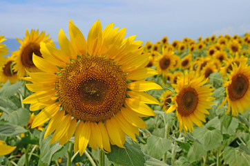 Fototapeta premium beautiful sunflower in a field, Hokuto, Yamanashi, Japan 