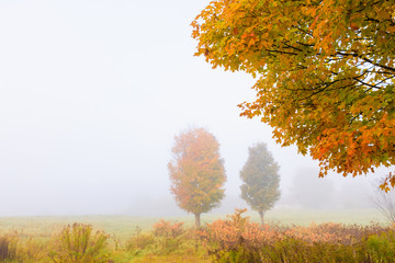 Fototapeta premium Maple trees during early morning fog on an autumn morning.