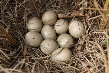 Eggs of pheasant
