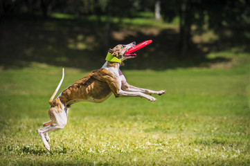 Frisbee dog catching disc