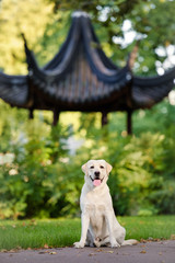 beautiful labrador dog in a park