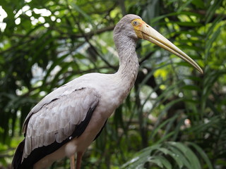 Yellow-billed stork