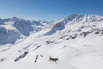 Suisse Winter Wonderland with a Husky