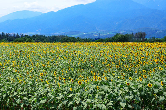 sunflowers field, Hokuto, Yamanashi, Japan