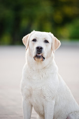 funny labrador dog portrait