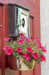 Wiszące kwiaty czerwonej surfinii (petunii) na starych drzwiach.