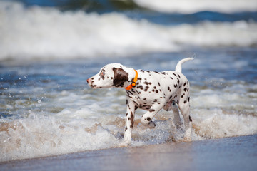 brown dalmatian puppy on the beach