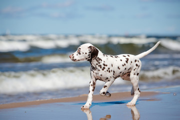 dalmatian puppy running on the beach - obrazy, fototapety, plakaty