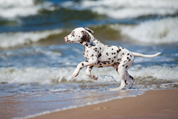 adorable dalmatian puppy at the sea - obrazy, fototapety, plakaty