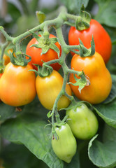 Tomaten Reifeprozess in verschiedenen stadien