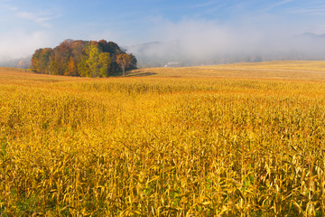 Country cornfield on an early foggy morning.