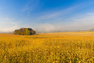 Country cornfield on an early foggy morning.