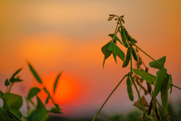Soybean crops in field