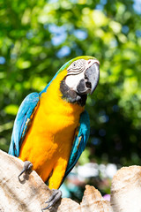 Colorful parrot, Macaw bird