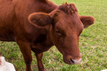 Naklejka na ściany i meble cows in the field in green meadow farm