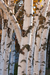 Fototapeta premium Monochrome pattern of a grove of birch trees .