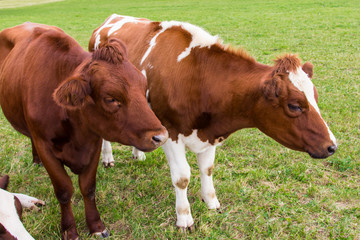 Fototapeta na wymiar cows in the field in green meadow farm