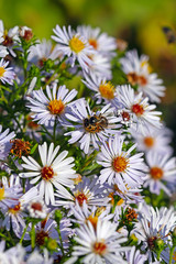 Fototapeta premium Многолетняя Астра (Aster). Цветущий куст с пчелой