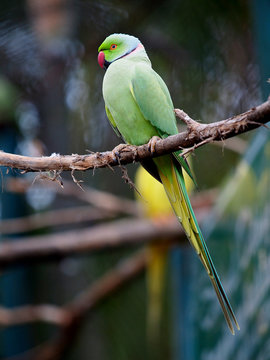 Green parrot parakeet