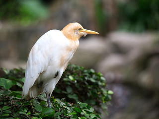 Cattle Egret, Asia, Malaysia, bird park