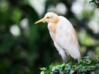 Cattle Egret, Asia, Malaysia, bird park