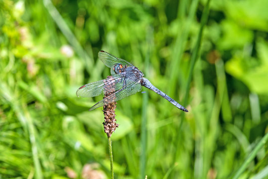 libellula in volo sul fiore