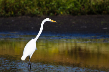 Naklejka premium Great Egret Hunting for Fish in Autumn