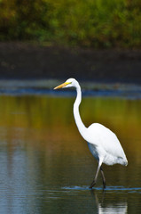 Great Egret Hunting for Fish in Autumn