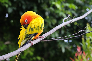 Lovely Sun Conure parrot on the branch