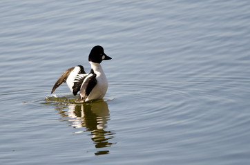 Common Goldeneye on the Lake with Outstretched Wings