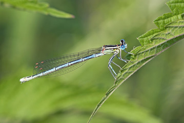 libellula su una foglia