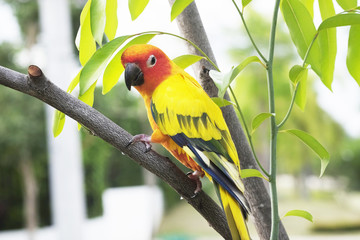 Lovely Sun Conure parrot on the branch