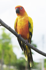 Lovely Sun Conure parrot on the branch